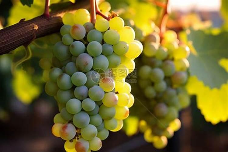 洋芋种植时间和方法