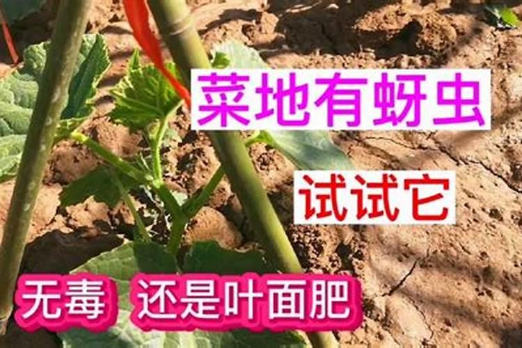 黄瓜叶片如何变绿变厚？