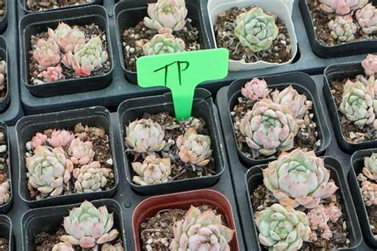 多肉开花了怎么施肥