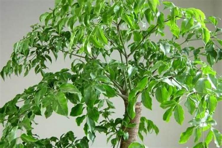 幸福树羊粪放多了怎么办