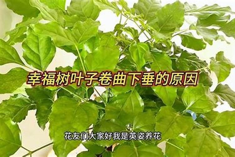 幸福树叶子卷曲下垂还有救吗