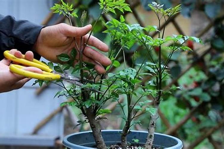 水培幸福树肥料给多了怎么办？