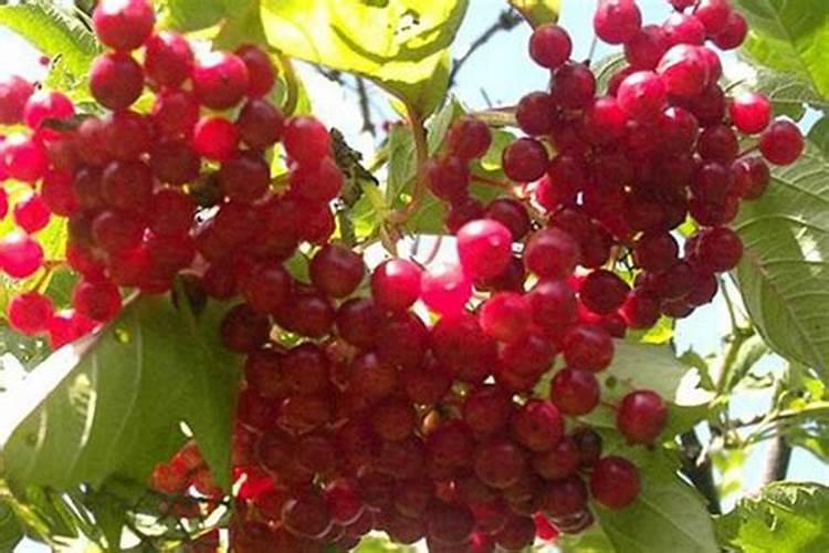 大棚种的樱桃在花期建议冲什么肥？