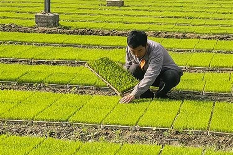 水稻要怎样施肥水稻的施肥技术