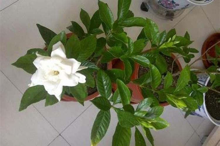 烤烟在每个生长期都可以喷施磷酸二氢钾吗？