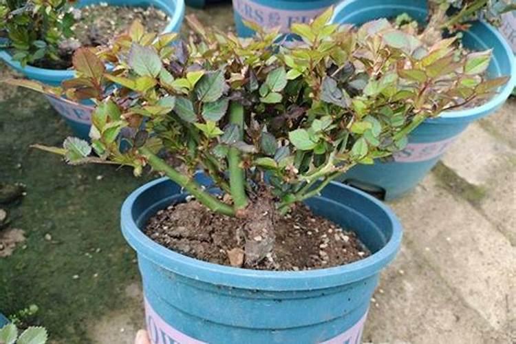 想找含中微量元素的有机菌肥,不知那个厂家的好,请用过的告知。谢谢!