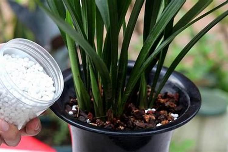 请问这个季节怎样施肥管理以及修剪？