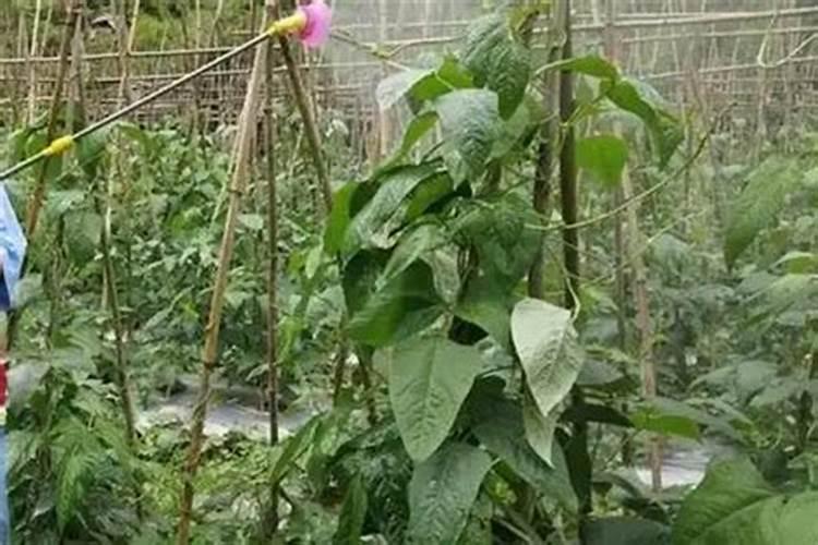 葡萄种植叶面喷肥