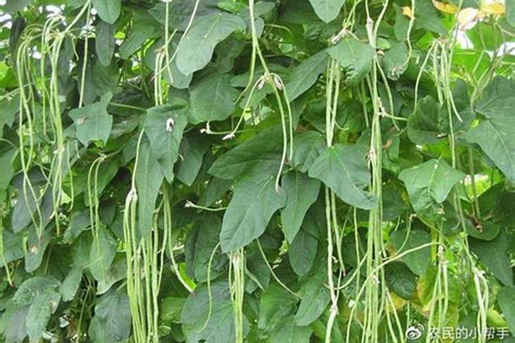 豆角用什么肥料