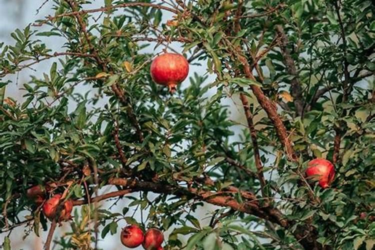 植物施肥用什么肥料好;家庭养花十大最好花肥