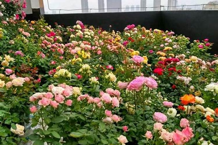 夏季养月季怎么施肥