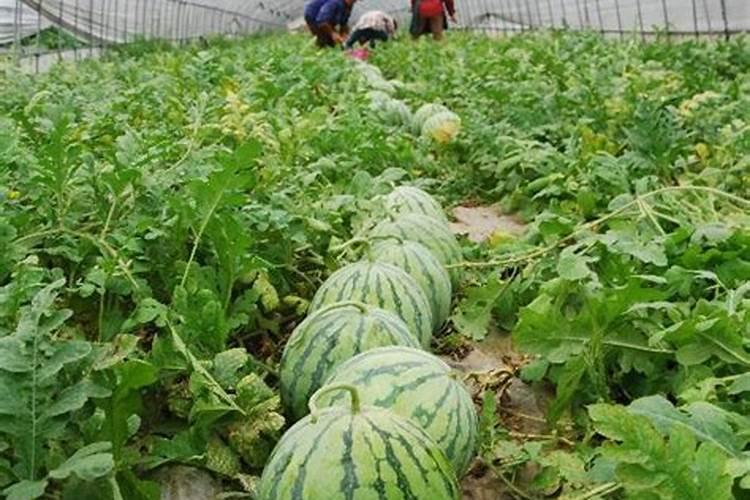 果树缺钙用什么肥料最适合(果树需补什么钙肥最好)