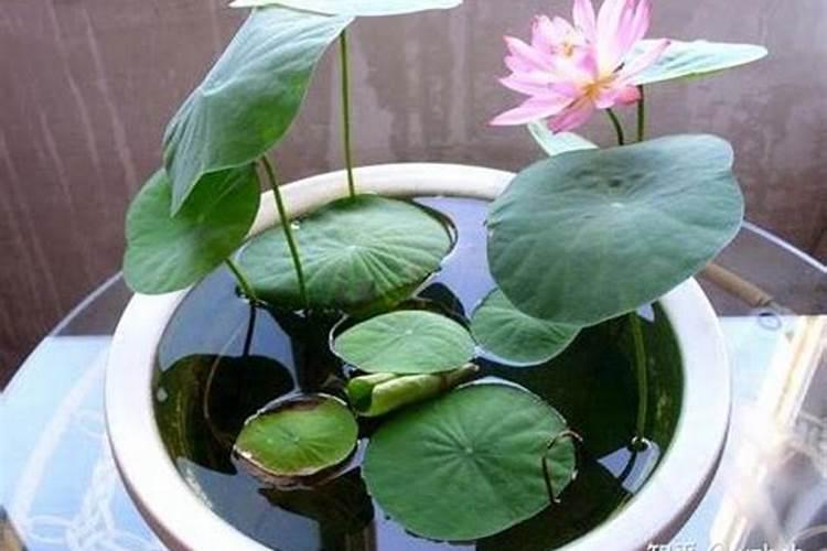 碗莲水溶肥的使用方法