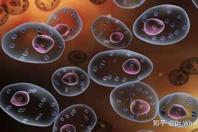 仙客来老根和新根的区别