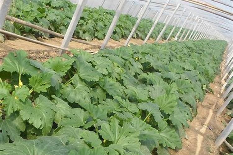 打籽西葫芦什么时候可断水断肥？