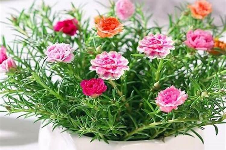 太阳花插杆多久施肥