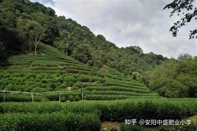 茶叶怎么发酵当肥料 茶叶如何沤花肥