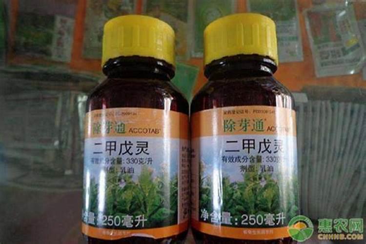 菠菜种子能拌芸苔素吗