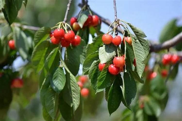 为什么要打叶面肥？很多人以为是激素,不敢吃打过叶面肥的蔬菜