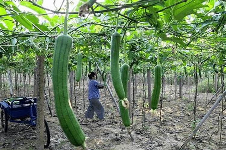 丝瓜为何会出现裂果现象？该怎样用药进行防治呢？