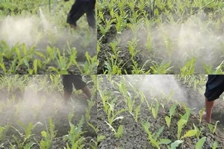 火龙果结果了要施肥吗