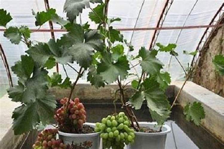 蓝莓最忌三种肥料