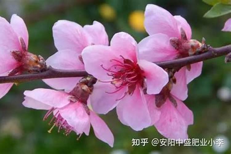 桃树施肥的最佳时间 桃树什么时候施肥最好