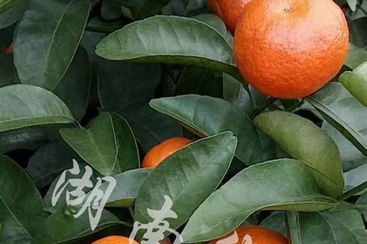 豆角打什么药变直变长