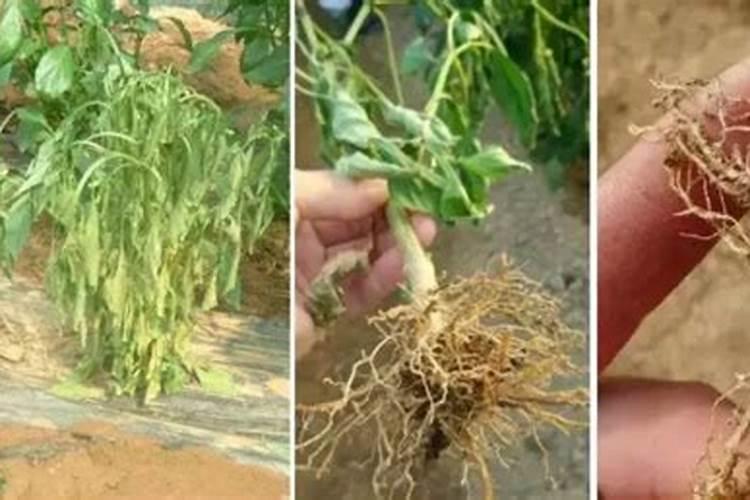 豆角能喷芸苔素内酯吗