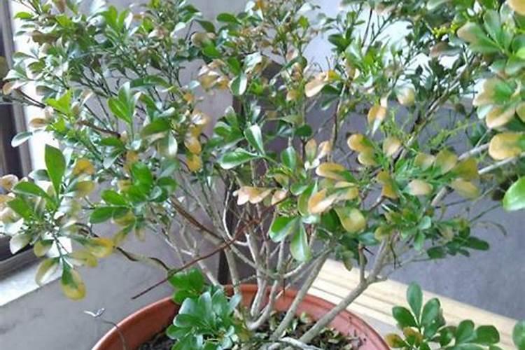 哈尔滨巨能钙有限责任公司怎么样？