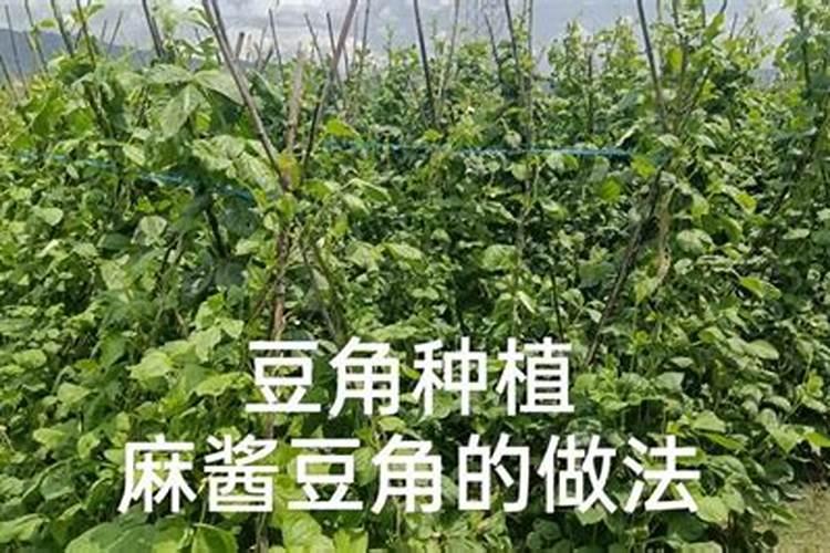 豆角开花期打什么叶面肥