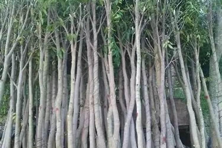 硫酸钾复合肥优缺点