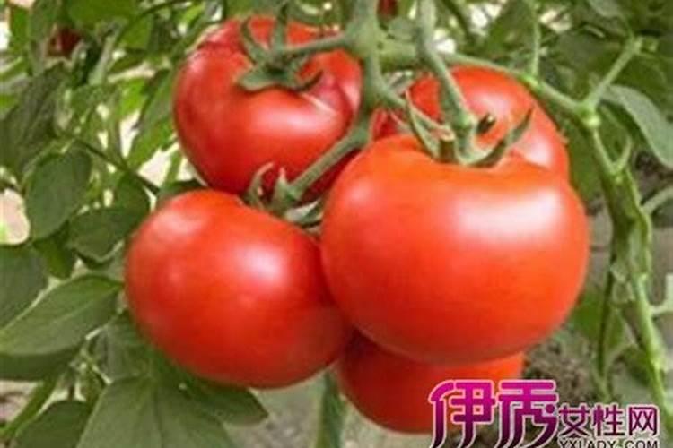 腐殖酸水溶肥可以和赤霉素混用吗