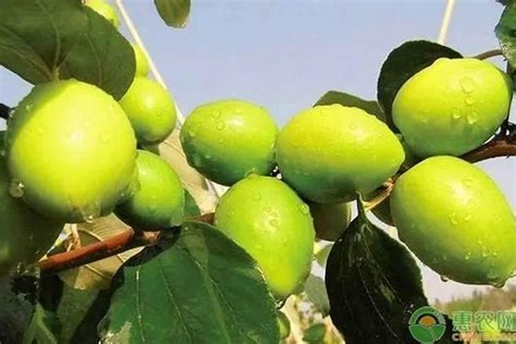 台湾大青枣蜜枣王适合在山东种植吗？