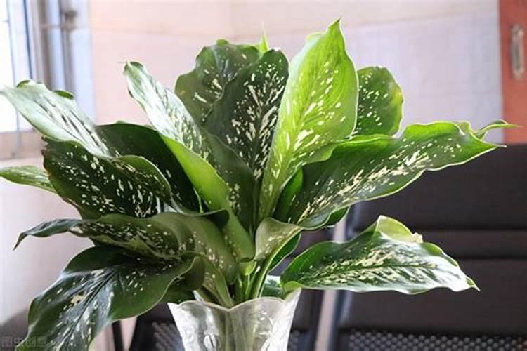 万年青浇什么肥料好