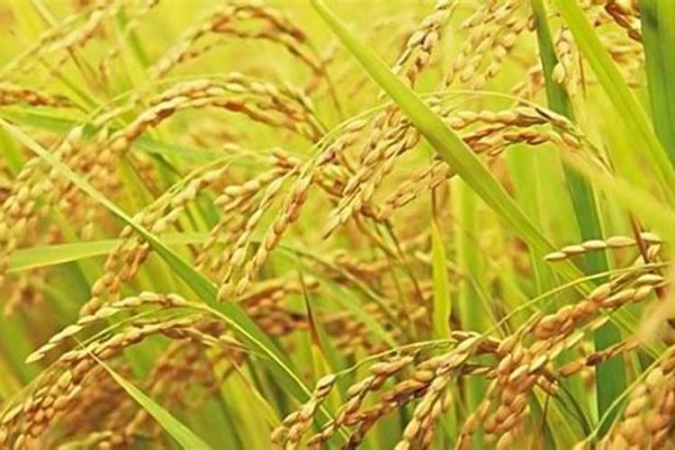 复合肥含硫和含氯的区别