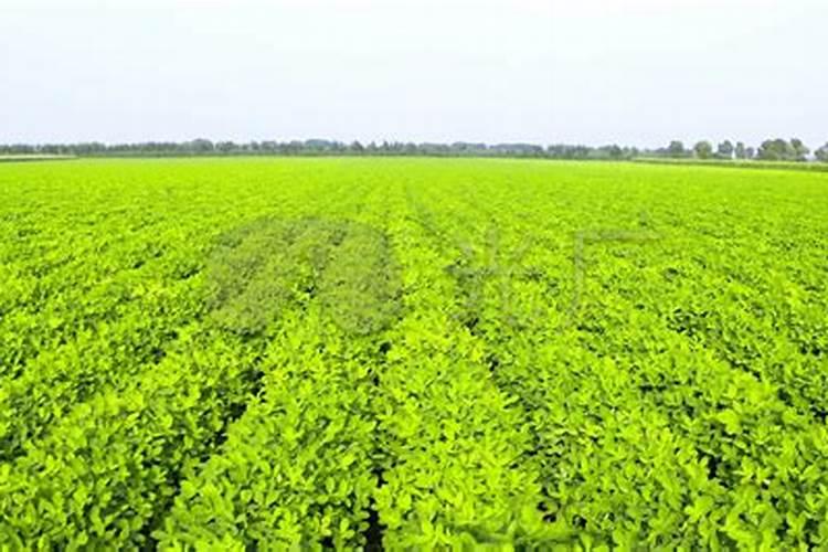 月季花施什么肥料好