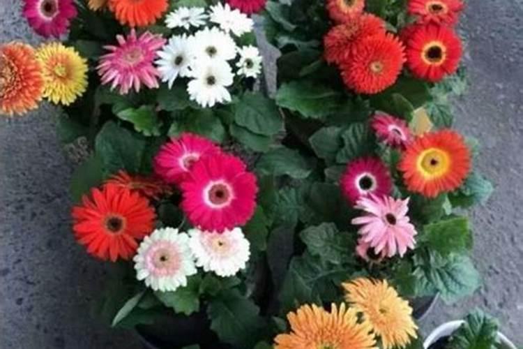 氮磷钾对植物的作用分别是什么