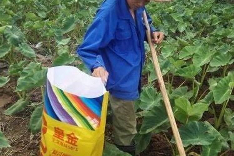 芋头多久追肥一次