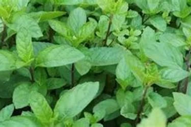 硼肥的使用方法与用量