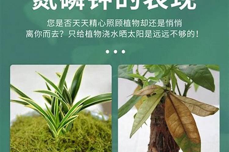 柑桔怎么修剪方法