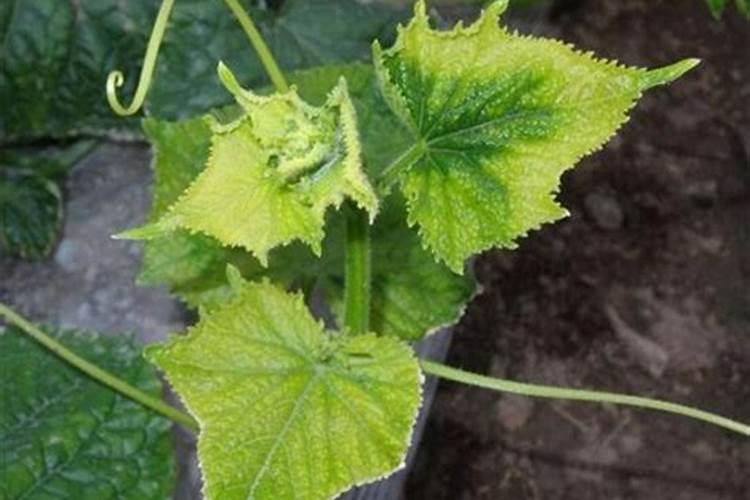 银法利和吡虫 啉,芸苔素能用来沾甜瓜根吗