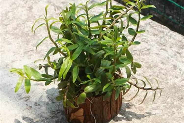 铁皮石斛可以用肥料吗？哪种好点？