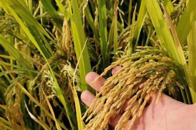 请问水稻什么时候施黄腐酸甲好