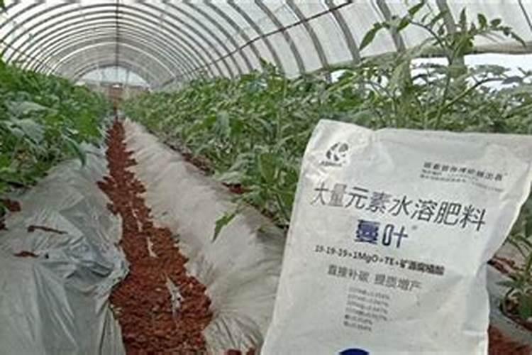 香菜的生长特性和需肥特性都有哪些要点？