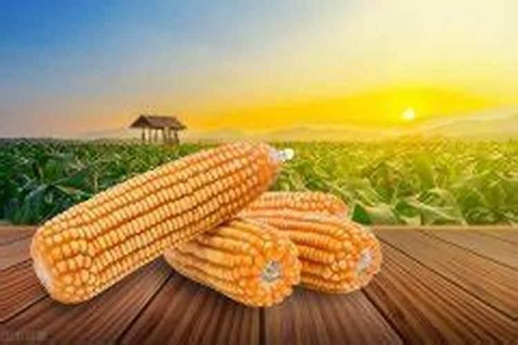 玉米二次施肥最佳时机