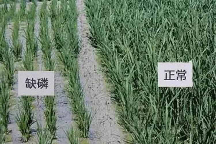 磷肥过多对水稻的作用