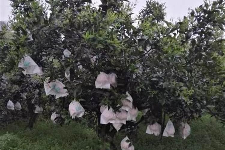 种大蒜可以放复合肥吗