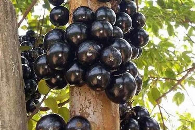 种西瓜用什么办法可抗重茬