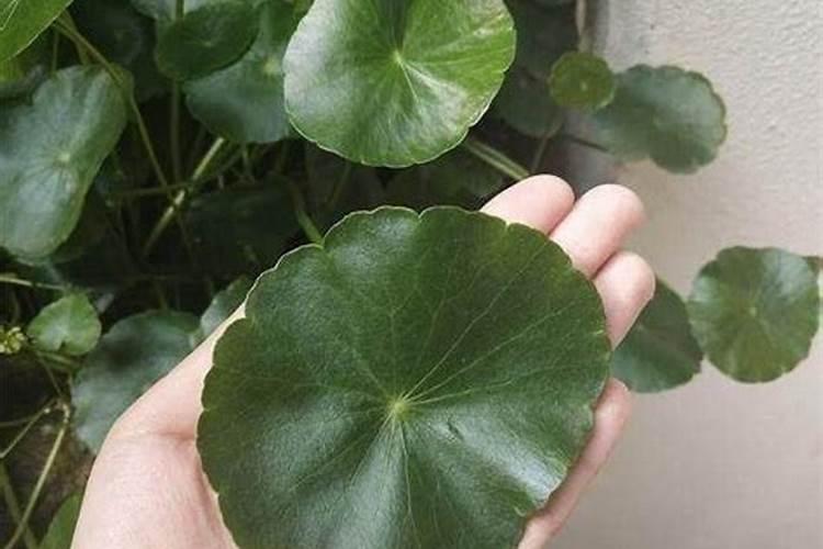 铜钱草可以用氮肥吗